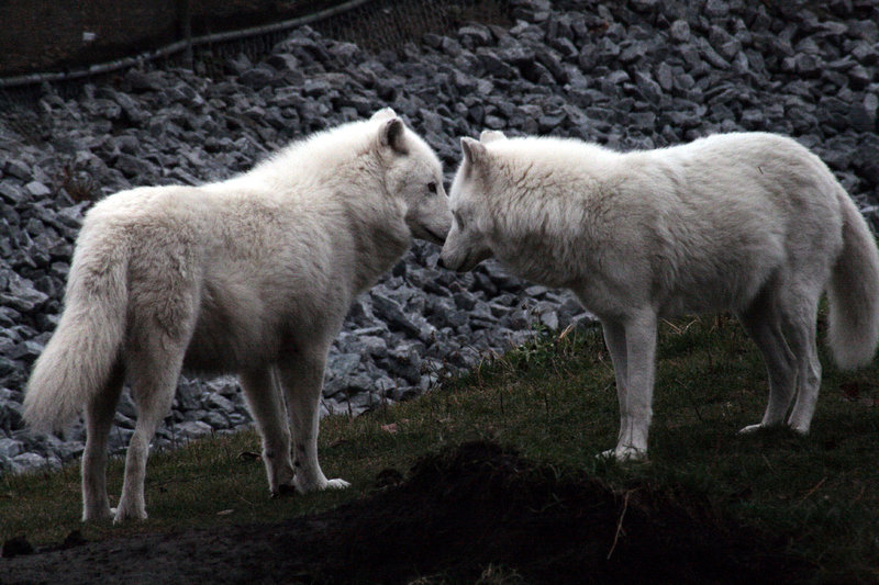Kodiak * Male * Arctic Wolf Animals___arctic_wolf_6_by_moonsongstock